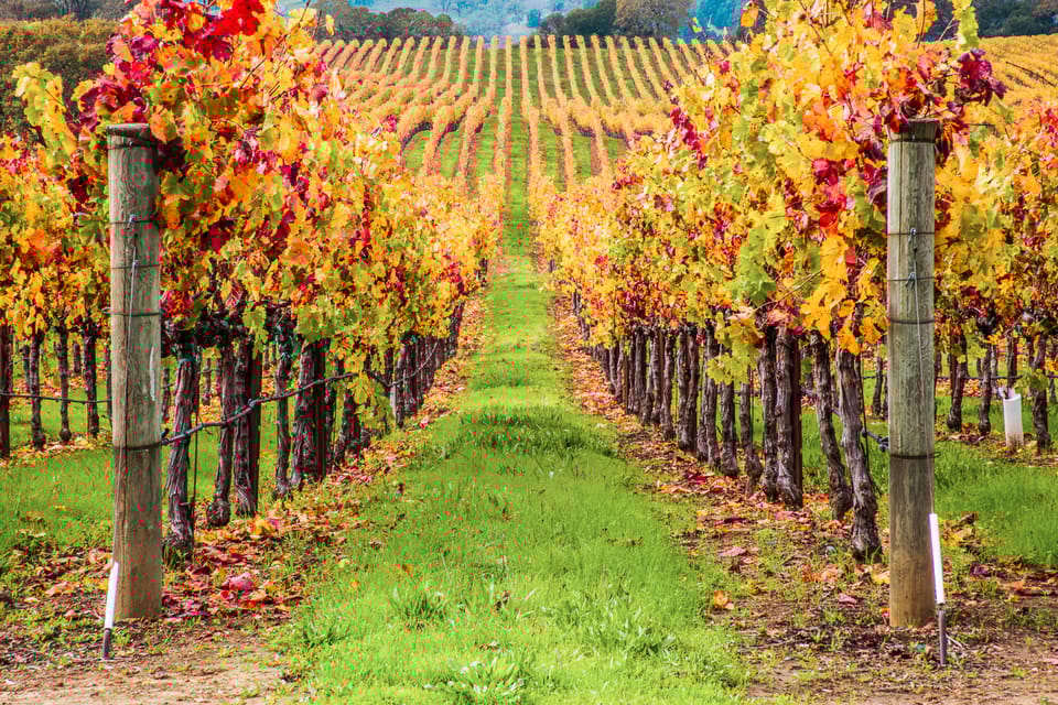 San Francisco: Small-Group Sonoma Wine Tour with Tastings 