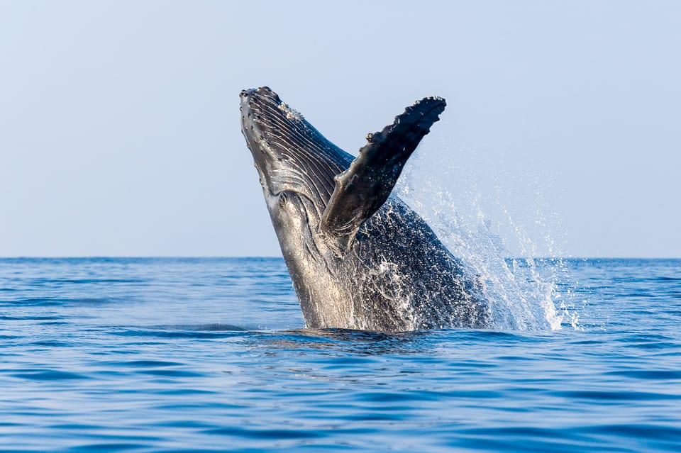 Kailua-Kona: Whale Watching Cruise