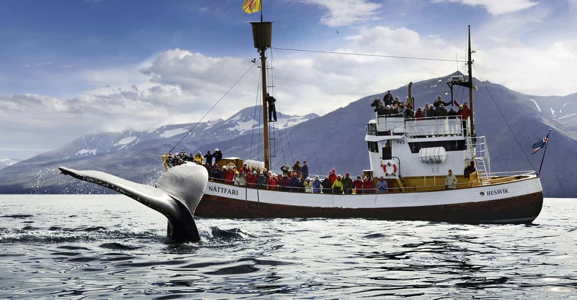  Húsavík: Whale Watching and Puffins 