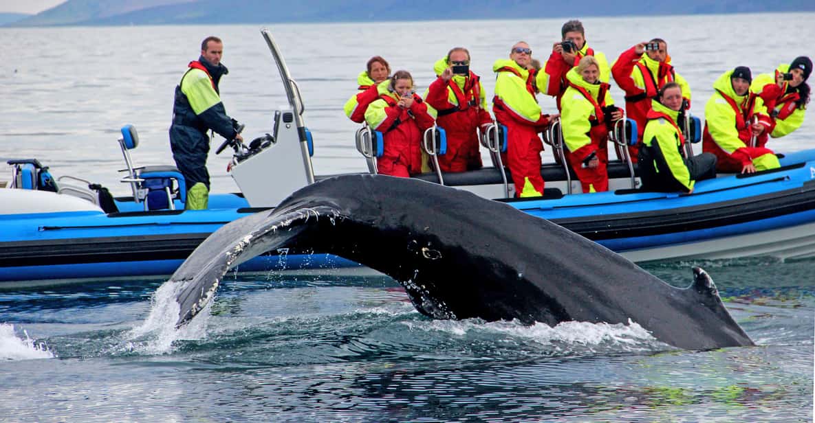  Húsavík: Big Whale Safari & Puffin Island Tour 