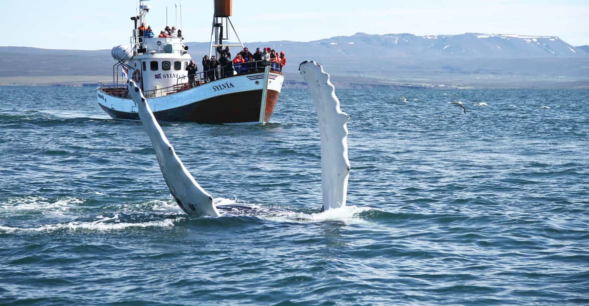 Traditional Whale Watching Tour From Húsavík