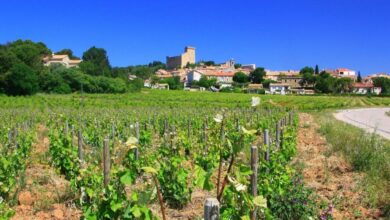 Best Avignon Wine Tours