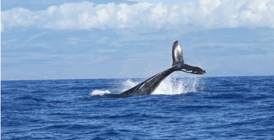 Best Big Island Whale Watching Tours