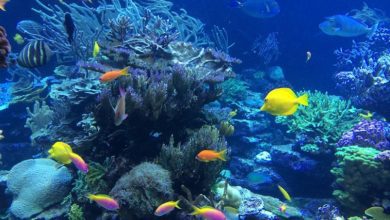 Best Cozumel Snorkeling Tours