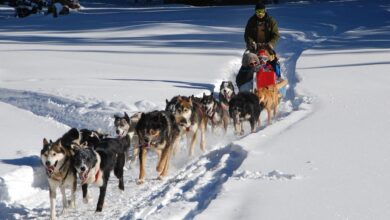 Best Fairbanks Dog Sledding Tours