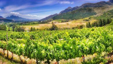 Best Hunter Wine Tours From Sydney