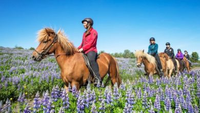 Best Iceland Horse Riding Tours