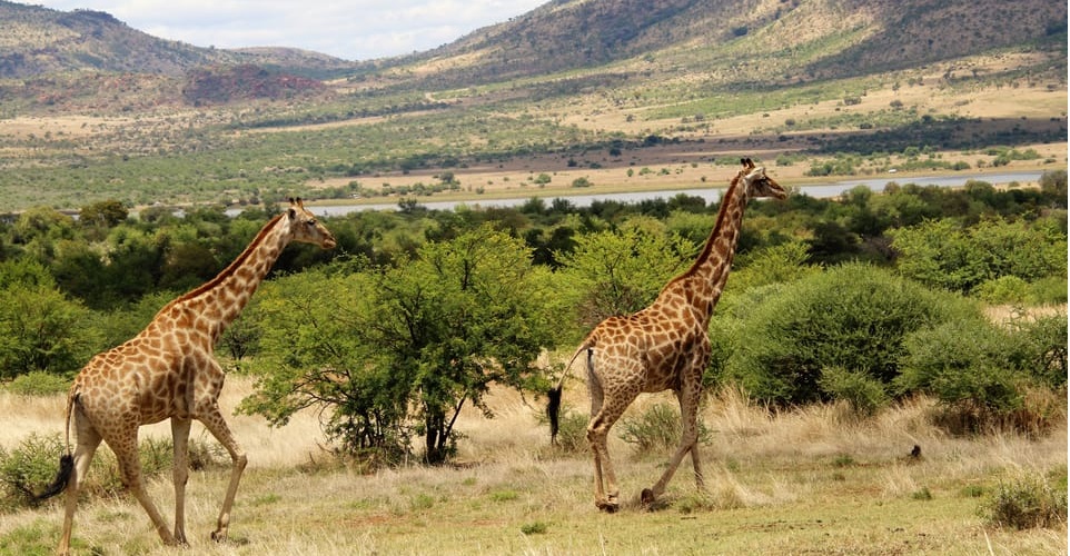 Best Johannesburg Safaris