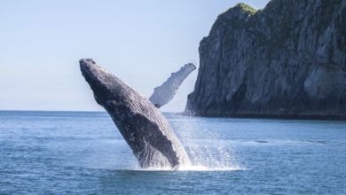 Best Kenai Fjords National Park Cruises