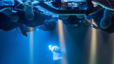 Best Manta Ray Night Snorkel Tours
