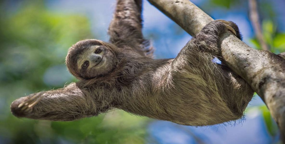 Best Manuel Antonio Guided Tours