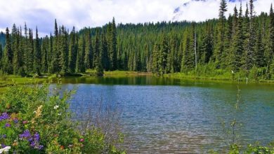Best Mt Rainier Tours From Seattle
