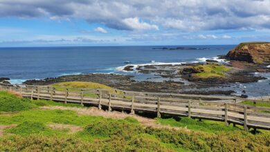 Best Phillip Island Penguin Tours