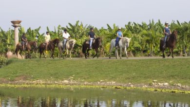 Best Puerto Rico Horseback Tours