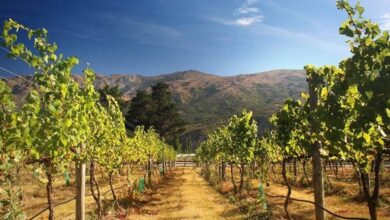 Best Queenstown Wine Tours