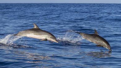 Best-Whale-Watching-Tours-From-Tenerife[
