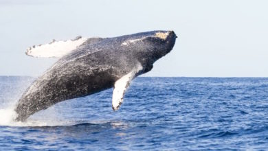 Lahaina Whale Watching
