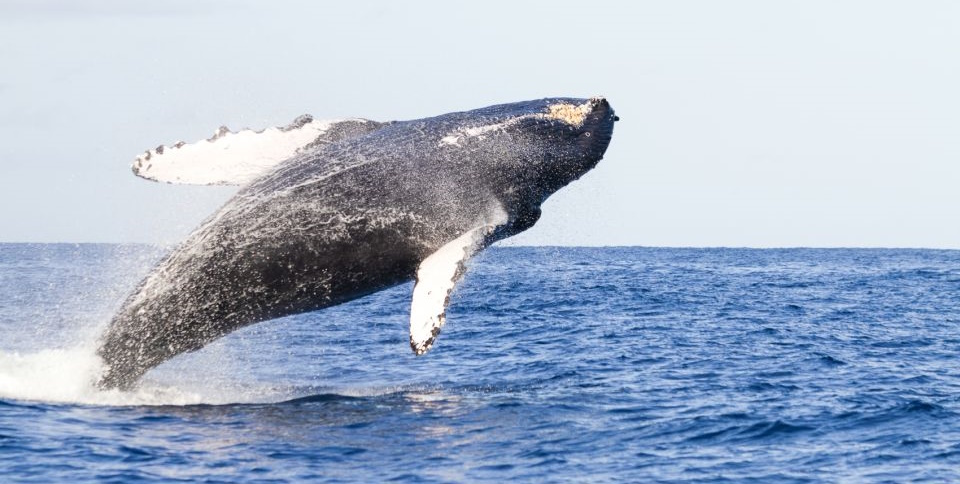 Lahaina Whale Watching