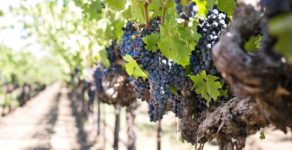 Madrid wine tours