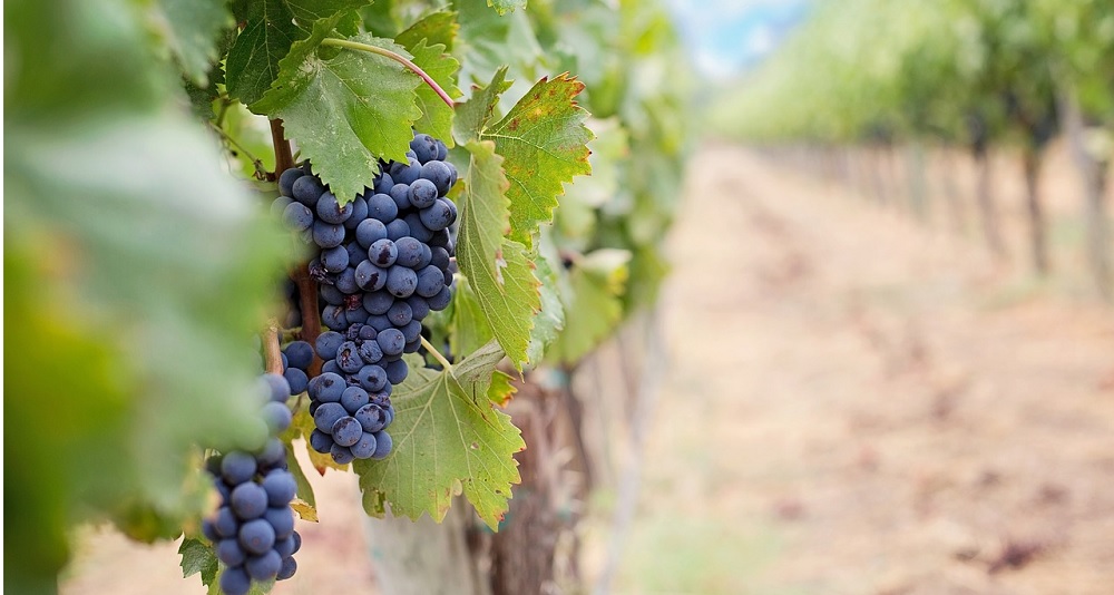 Paris wine tours