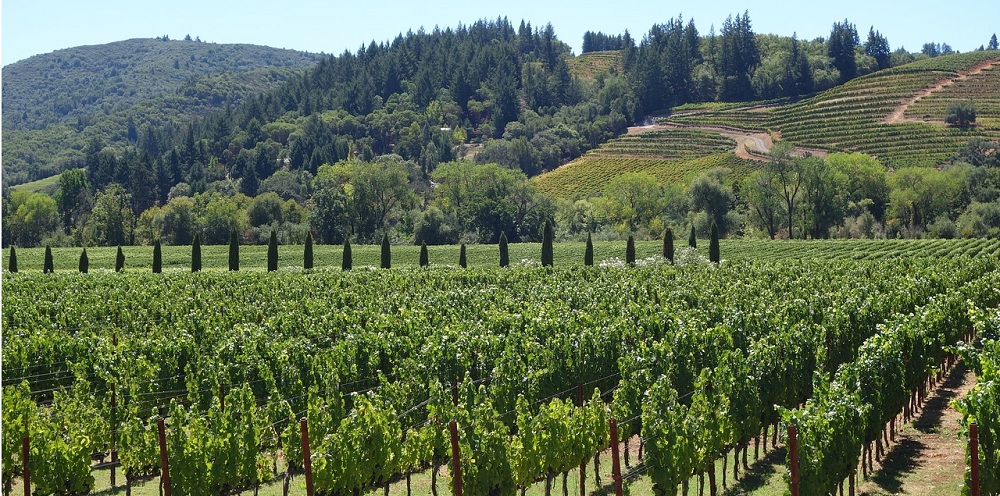 Rome Wine Tours