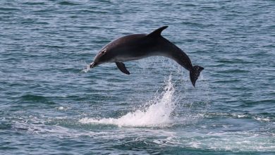 Best Funchal Whale Watching Tours