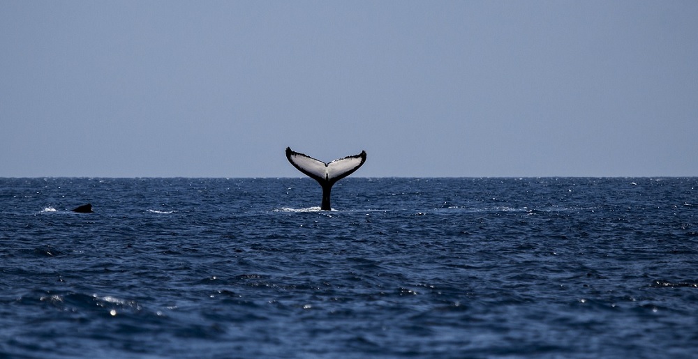 Tips on Photographing Whales