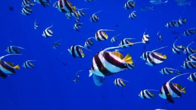 Top 5 Places to Snorkel in the Virgin Islands