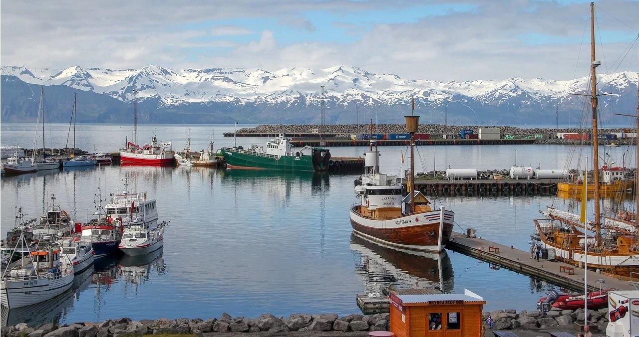 best iceland whale watching tours