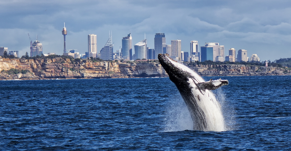 best sydney whale watching tours