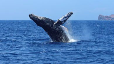 cabo best whale watching tours