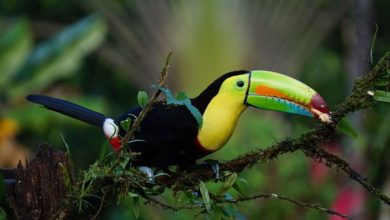 things to do in costa rica